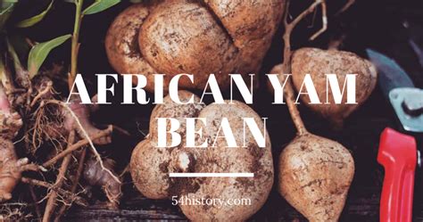 Discover the unique history and benefits of African yam bean | Beans ...