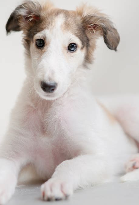 Breathless | Dog breeds, Borzoi dog, Beautiful dogs