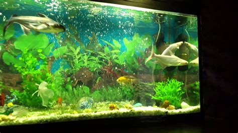 My 80 gallon aquarium - YouTube