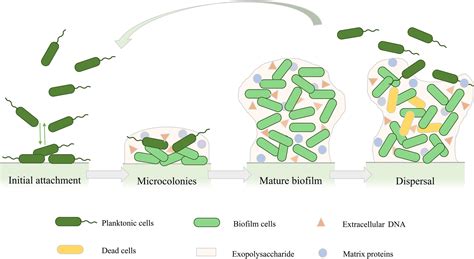 Frontiers | Treatment of Pseudomonas aeruginosa infectious biofilms: Challenges and strategies
