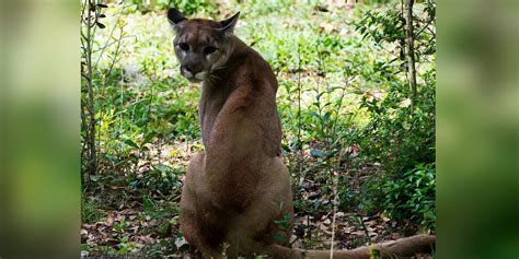 Rare Florida Panther Habitat Would Be Destroyed By Development Plan ...