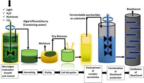 5 Schematic representation of bioethanol production from microalgae... | Download Scientific Diagram