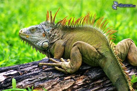 Iguana