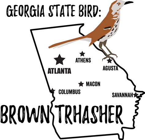 Georgia State Bird - Bird Watching Academy