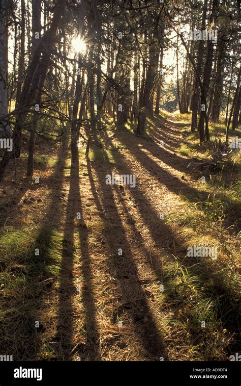 The old Oregon Trail at Deadman Pass Oregon Trail Blue Mountain ...