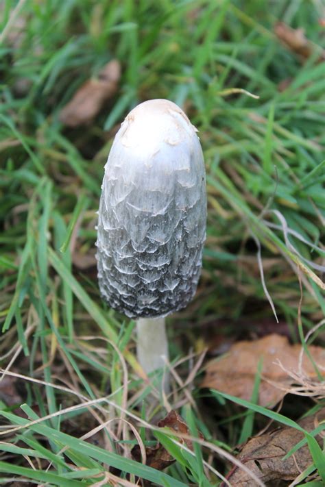 Foraging Shaggy Mane Mushrooms — Practical Self Reliance