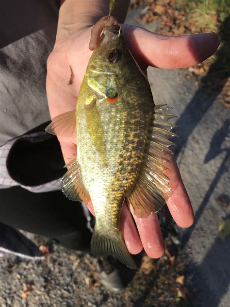 Maryland Biodiversity Project - Redear Sunfish (Lepomis microlophus)