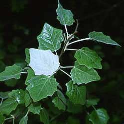 Álamo blanco, Chopo blanco, Álamo plateado, Álamo Afgano - Populus alba