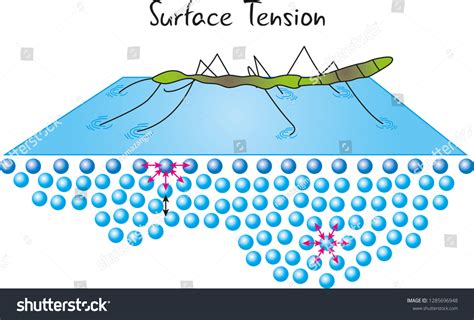 7,513 Surface Tension Images, Stock Photos & Vectors | Shutterstock