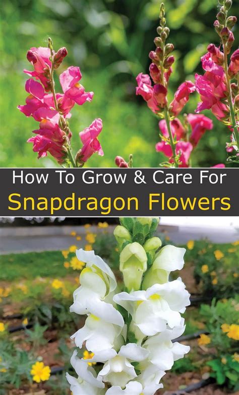 Snapdragon Care: How to Grow and Care for Snapdragon Flowers ...