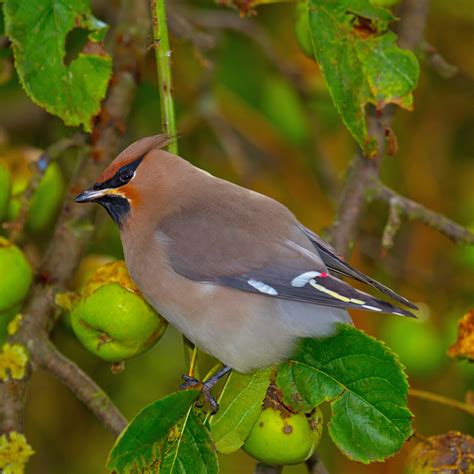 Bohemian Waxwing photos and wallpapers. Collection of the Bohemian ...