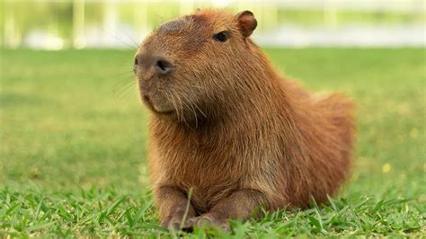 For Hundreds Of Years The Vatican Has Classed Capybara As A Fish - Hasan Jasim