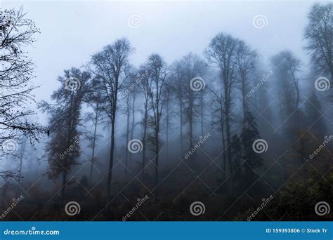 Foggy forest landscape stock photo. Image of jasper - 159393806