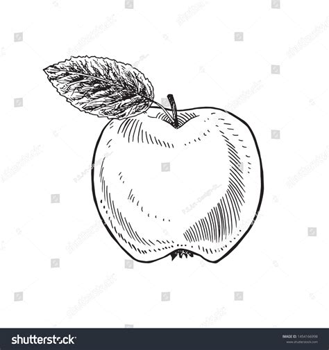 Apple Leaf Hand Drawn Gravure Style Stock Vector (Royalty Free) 1454166998 | Shutterstock