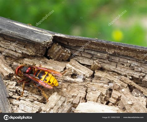 Big Wasp Vespa Crabro Rotting Tree Stock Photo by ©PantherMediaSeller ...