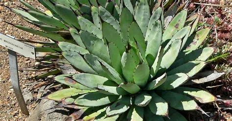 How To Take Care Of Agave Plants - trabalheemcasa-agloco