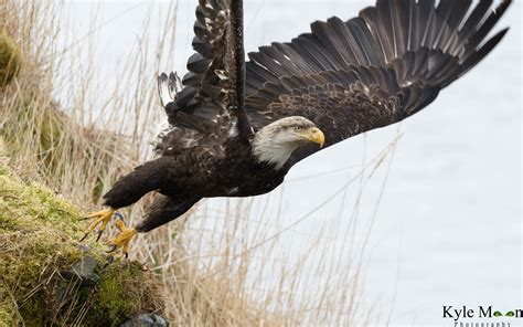 Show and Tell: Best of Alaska Wildlife — Digital Grin Photography Forum