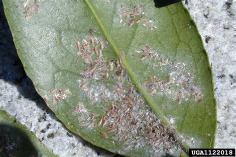 camellia scale (Lepidosaphes camelliae)