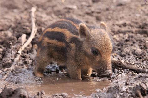 This is a baby wild boar : r/aww