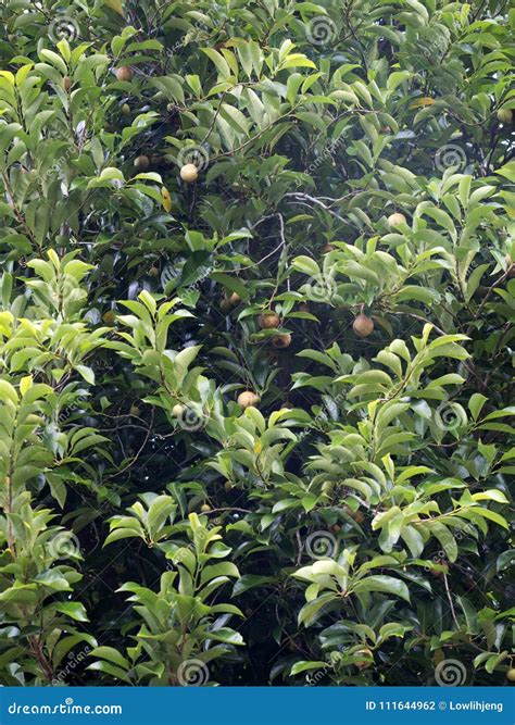 Close Up of Nutmeg a Tree with Fruits Stock Photo - Image of closeup, flesh: 111644962