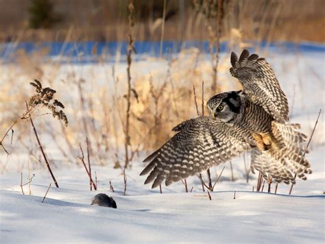 Wildlife in Norway: Your Guide to Wildlife Watching in Norway