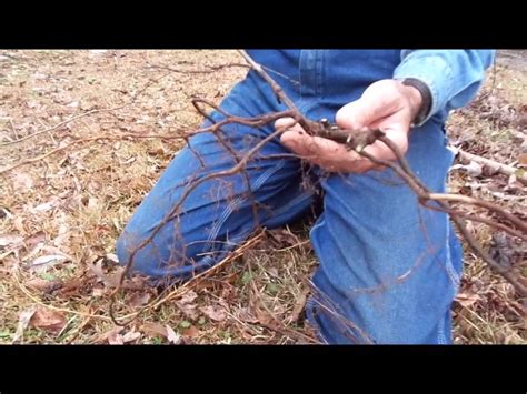 How to propagate and plant muscadine grapes on the Homestead - YouTube