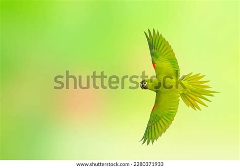 Redshouldered Macaw Flying On Green Nature Stock Photo 2280371933 ...