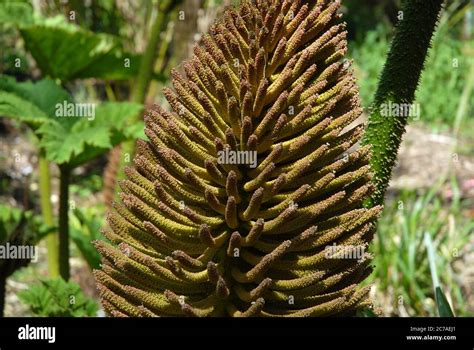 Giant rhubarb also known as Bunnera manicata, detail of flower spike Stock Photo - Alamy