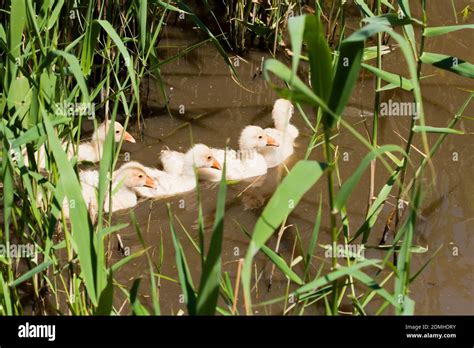 Ducklings by the water. Ducklings swim in the pond among the reeds ...