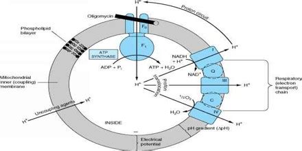 About Chemiosmotic Theory - Assignment Point