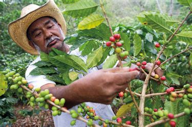 Support small coffee farmers