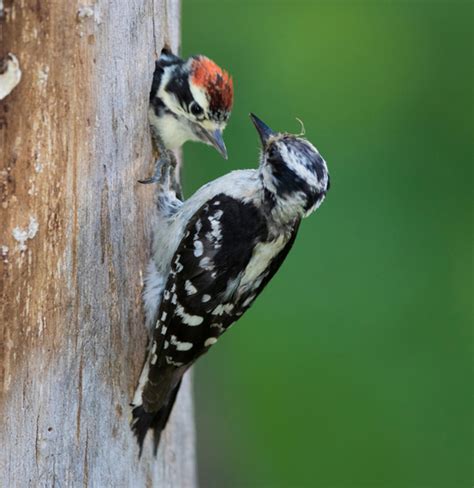 Downy Woodpecker Facts - CRITTERFACTS