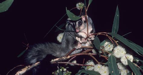 The Squirrel Glider - Wilderness Australia