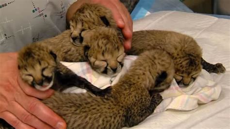 Adorable Video Shows Cheetah Cubs Being Cared for at Cincinnati Zoo After Rare C-Section - ABC News