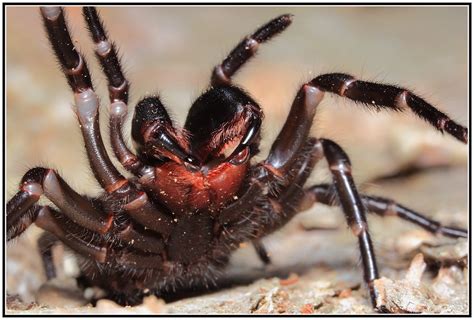 5 Dangerous Spiders In Australia