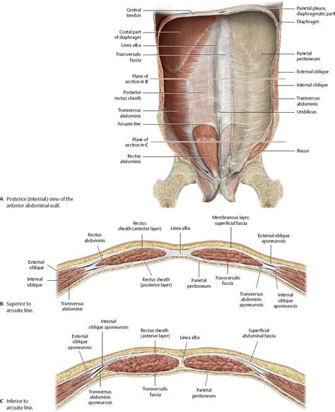 Abdominal Wall - Atlas of Anatomy