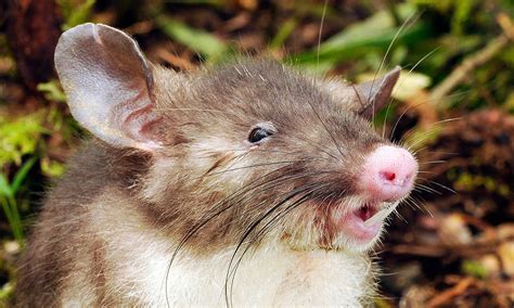 New species of 'hog-nosed' rat discovered in Indonesia | Focusing on ...