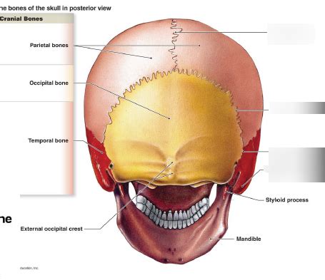 Squamous Suture