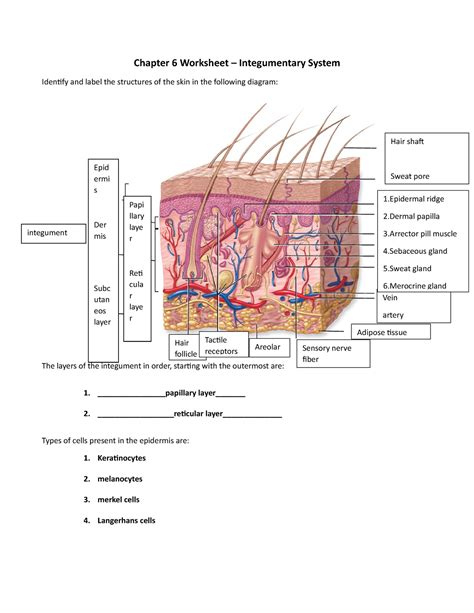 Chapter 6 Worksheet - Integumentary system notes - Chapter 6 ... - Worksheets Library