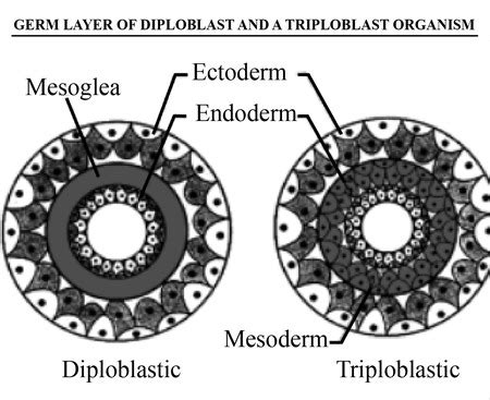 Draw the germ layers of a diploblast and a triploblast organism and on ...