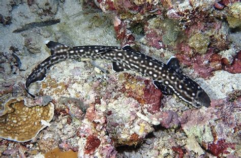 Coral catshark on July 30, 2019 at 07:23 PM by Mike Krampf. Found on a night dive · iNaturalist