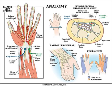 Wrist Anatomy | New York, NY | HandSport Surgery Institute