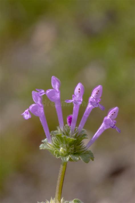 Lamium Amplexicaule (Purple Dragon) Flower Stock Photo - Image of wild, macro: 114809982