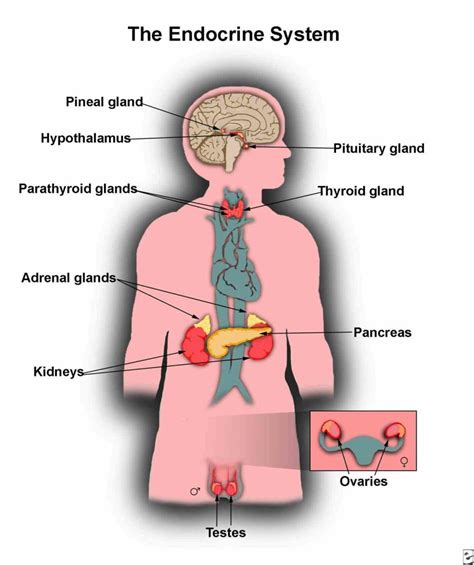 de Glands In The Body Diagram Anatomy mar title glands of the body ...