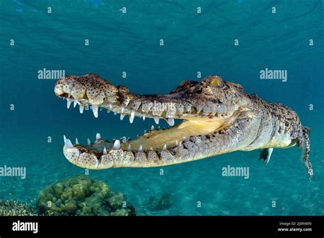 Saltwater crocodile (Crocodylus porosus), largest of all living ...