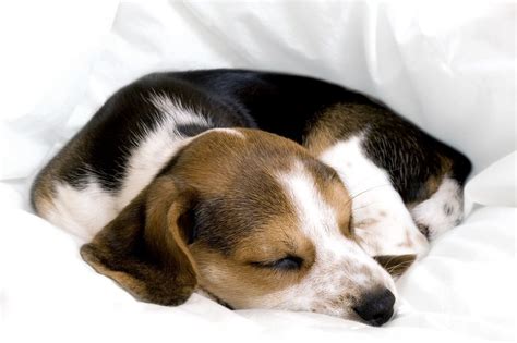 Do Beagle Puppies Sleep Through The Night