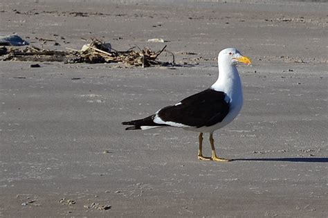 Aves de La Floresta: Gaviotas, gaviotines, teros (Charadriiformes)