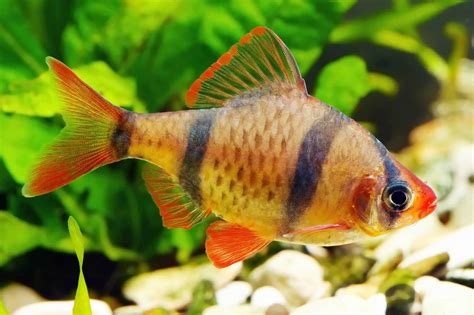 Tiger Barb: Species Profile & Care Guide | Fishkeeping World