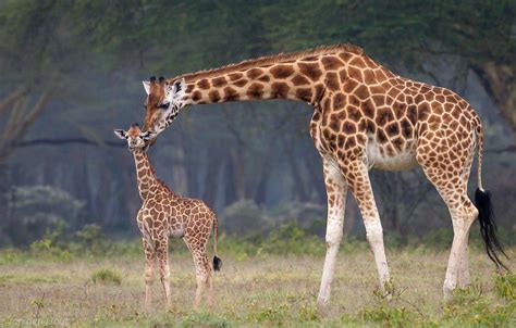 Baby Giraffe Wallpapers - Top Free Baby Giraffe Backgrounds ...