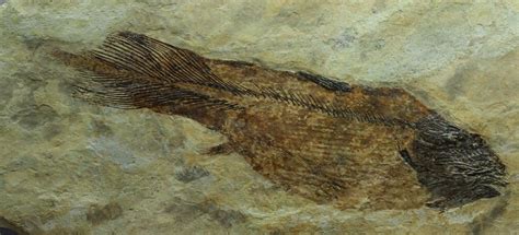 Caridosuctor populosum Fish Fossil